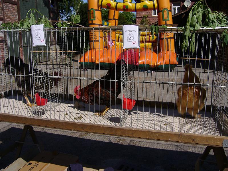 Haehnewettkraehen der Kreisjugend des Kreisverbandes Guetersloh 004.jpg - Hähnewettkrähen des Kreisverbandes Gütersloh in Langenberg auf dem Hofe Großelohmann